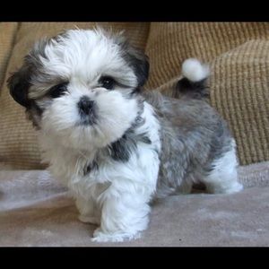 Meet your Posher, Maria